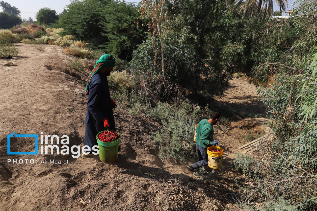 برداشت چای ترش در مزارع خوزستان