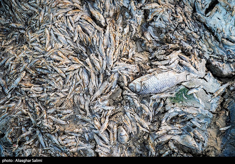 مرگ هزاران ماهی در بند عبدلآباد بجنورد