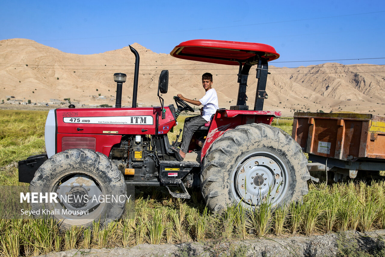 طلای زرد در دل تشنگی؛ برداشت برنج در سرله میداوود