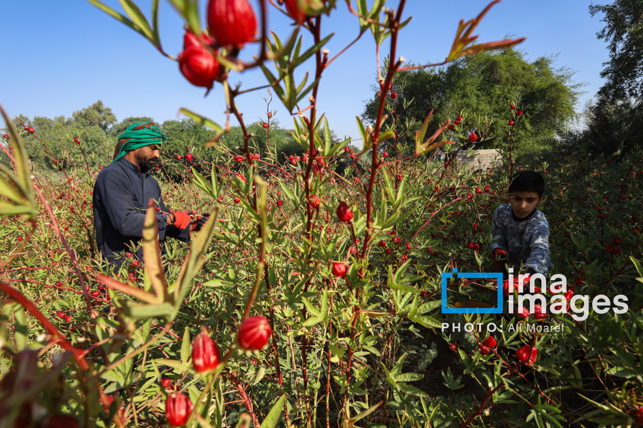برداشت چای ترش در مزارع خوزستان