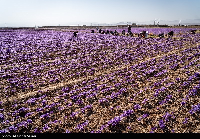 عکس/ برداشت زعفران در خراسان شمالی