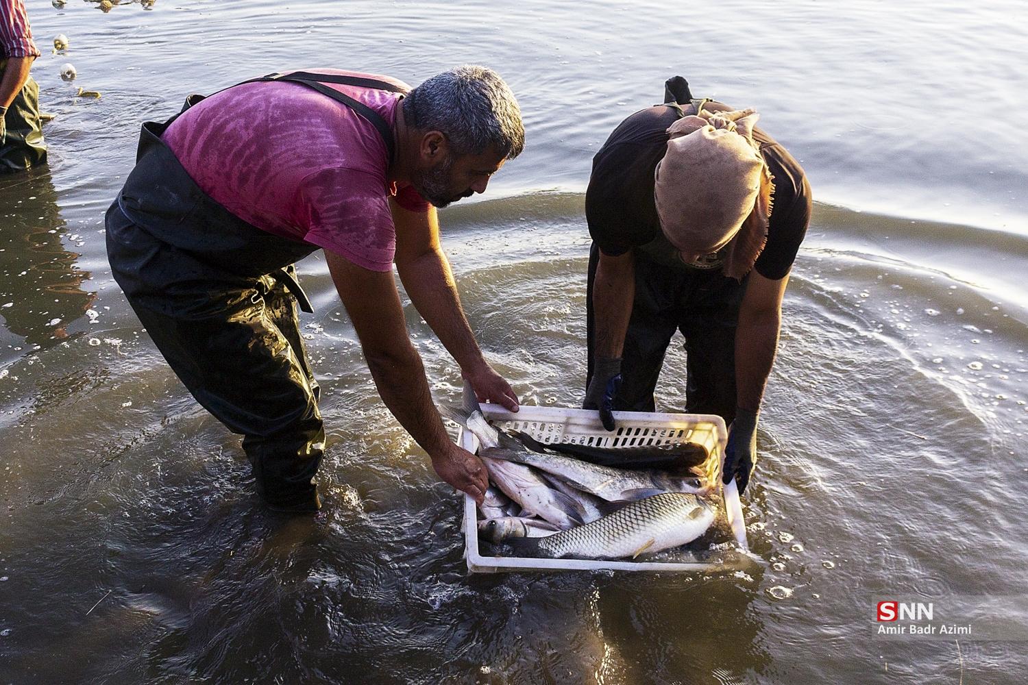 آب بندان‌های پرورش ماهی در آزادشهر