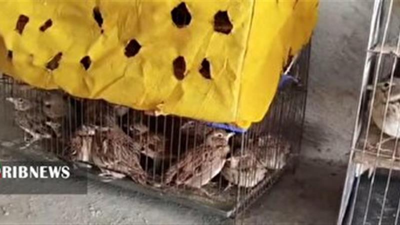 کشف و رهاسازی ۲۴۰ قطعه طرقه چکاوک در دهگلان