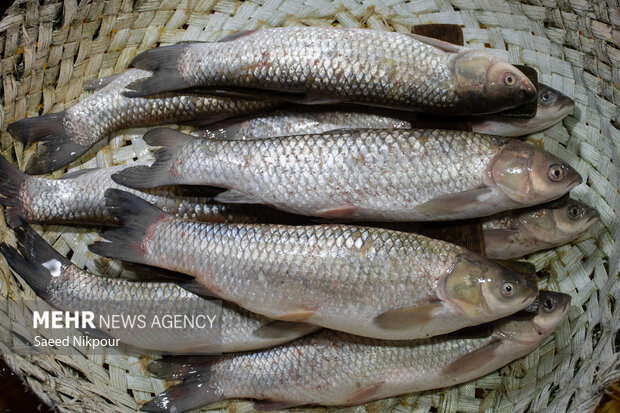 آغاز تولید کنسرو ماهی در کهگیلویه و بویراحمد