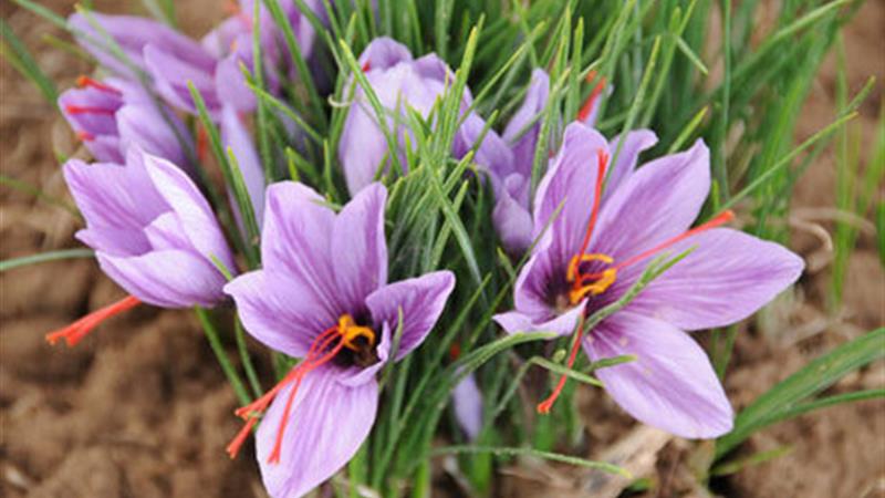 تغییر اقلیم پای زعفران را به خراسان شمالی کشاند / خودکفایی استان در تولید پیاز زعفران