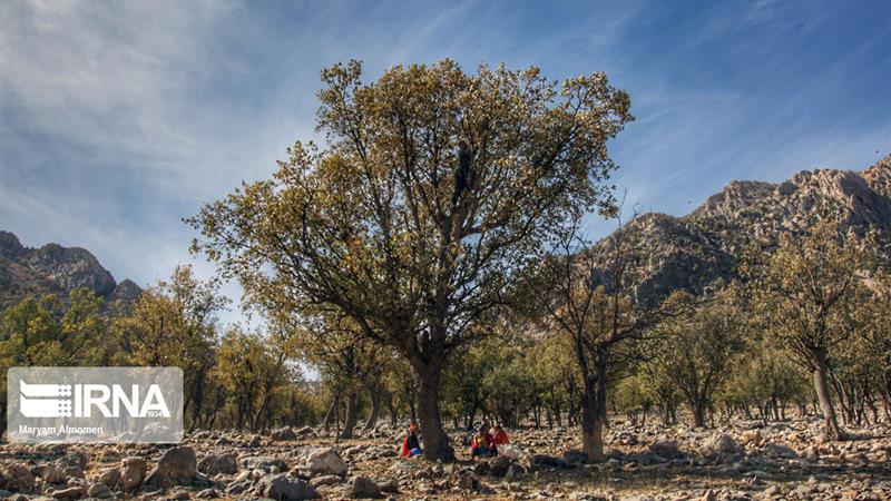 قصابی بلوط‌ها؛ زخم‌های غفلت بر تَن زاگرس