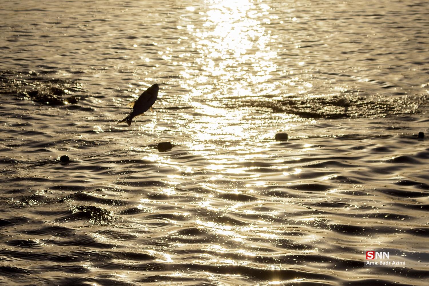 آب بندان‌های پرورش ماهی در آزادشهر