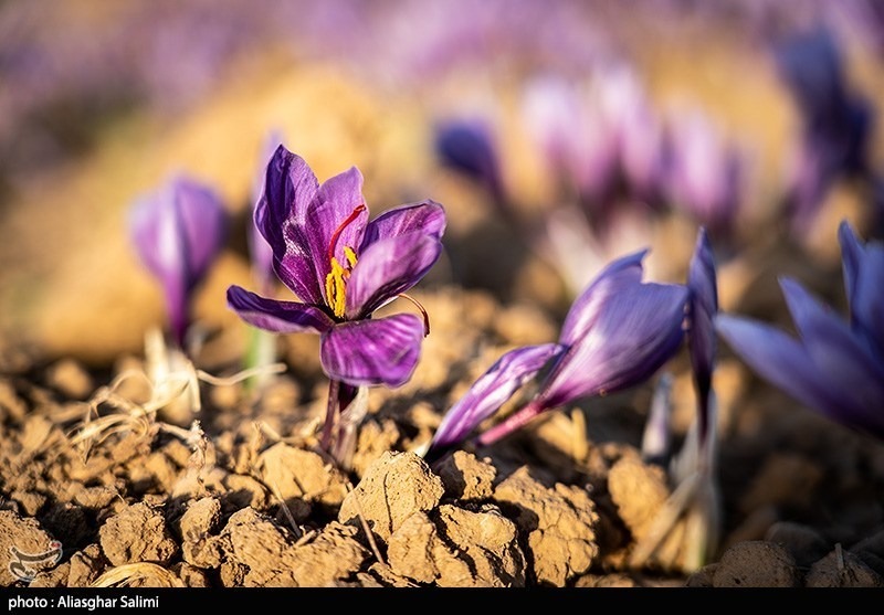 عکس/ برداشت زعفران در خراسان شمالی