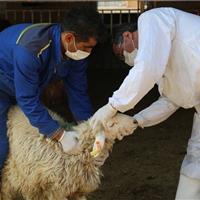 آگاهی دامداران سنگ‌بنای کنترل بیماری‌های دامی