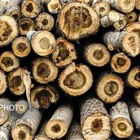 حفظ ۱۲ هزار مترمکعب چوب به ارزش ۵۰۰ میلیارد تومان