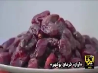 «خرمای بوشهر» شیرینی که جهان می‌چشد