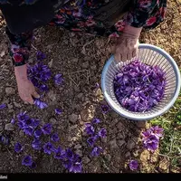 عکس/ برداشت زعفران در خراسان شمالی