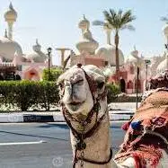 شتر سرگردان در خط مقدم جنگ اوکراین