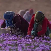 رونق طلای سرخ در مازندران؛ برداشت زعفران شروع شد