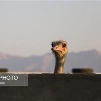 گوشتی لذیذ با خواص بسیار اما ناشناخته!