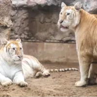 ببرهای طلایی از نادرترین گربه‌های بزرگ جهان‌اند؛ اما سرنوشت تلخی در انتظارشان است