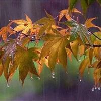 بارش ۱۰.۶ میلیمتری باران در «قصر قجر» بجنورد