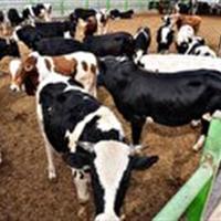 هیچ موردی از تب برفکی در زنجان گزارش نشده است