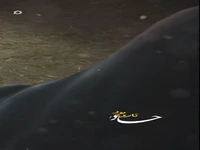 استوری/ تار و پود چادر تو، تار و پود زندگیمه