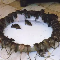 زیارت موش ها توسط مردم هند !