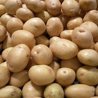 برداشت ۱۳ هزار تن سیب‌زمینی از مزارع ابهر آغاز شد