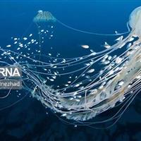 عروسهای دریایی؛ ژلههای بیمهره با اسرار زندگی شگفتانگیز