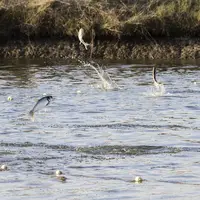 آب بندان‌های پرورش ماهی در آزادشهر