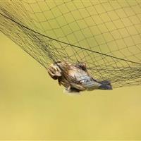 پرندگان مهاجر در تله مه‌آلود؛ بحران خاموش آسیا