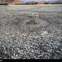 مرگ هزاران ماهی‌ در بند عبدل‌آباد بجنورد