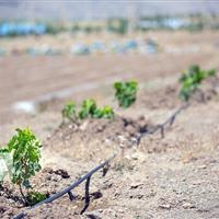 اختصاص ۴۰۰ میلیارد ریال برای طرحهای کشاورزی مانه خراسانشمالی