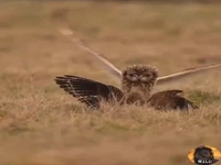 نبرد تماشایی شاهین و جغد در آسمان