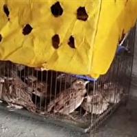 کشف و رهاسازی ۲۴۰ قطعه طرقه چکاوک در دهگلان