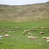 احیای ۲۰ میلیون هکتار از مراتع کشور هدف گذاری شد