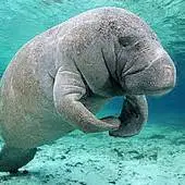 دوگون ؛ پستاندار بزرگ دریایی