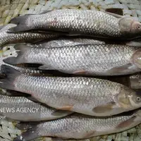 آغاز تولید کنسرو ماهی در کهگیلویه و بویراحمد