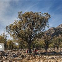 قصابی بلوط‌ها؛ زخم‌های غفلت بر تَن زاگرس