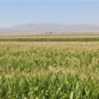 برداشت ذرت در خاتم آغاز شد