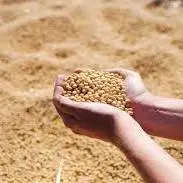 واردات نهاده‌ها رکورد زد؛ تراژدی کنجاله همچنان ادامه دارد