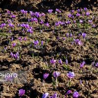 رئیس سازمان جهاد کشاورزی استان: برندسازی و فرآوری زعفران، مسیر آینده طلای سرخ خراسان جنوبی است