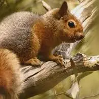 صدای عجیب سنجاب های کوهستانی 