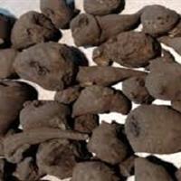 هشدار درباره عرضه گیاه جدوار در عطاری‌ها