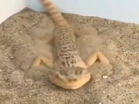 نحوه استتار جالب  مارمولک بزرگ