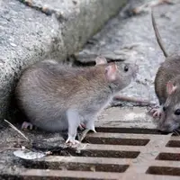 فعالیت ۲۲۰ نیروی تخصصی برای مقابله با جانوران موذی شهر