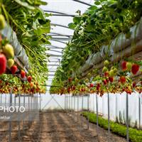 آغاز برداشت محصولات گلخانه‌ای دشت‌عباس ظرف ۲۰ روز آینده