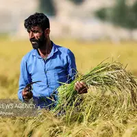 طلای زرد در دل تشنگی؛ برداشت برنج در سرله میداوود