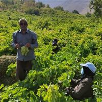 ۲۵ هزار نفر از جشنواره انگور هزاوه اراک بازدید کردند