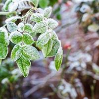 هشدار هواشناسی به کشاورزان یزدی/کاهش دما و ماندگاری سرمای شبانه