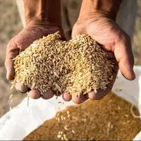 آغاز فرآوری بیش از ۲۷۰۰ تن بذر گندم در گلستان