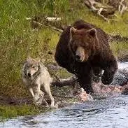 نبرد دیدنی خرس و گله گرگ‌ها