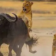 نگاه دردناک بوفالوی مادر به شکار شدن گوساله‌اش توسط شیر